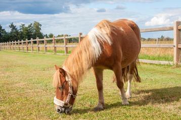 Super lieve grote Shetlander 🩷✨️ kinderpony beschikbaar voor biedingen