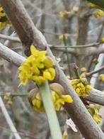 gele kornoelje cornus mas ook meerstammig rijk bloeiend, Tuin en Terras, Planten | Bomen, Overige soorten, 250 tot 400 cm, Zomer