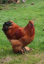Haan zijdehoen en Cochin kruising, Dieren en Toebehoren, Pluimvee, Mannelijk, Kip