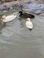 Loopeend gratis 3x, Eend