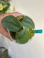 Scindapsus silver hero, gewortelde stek uit wetstick,zie adv, Huis en Inrichting, Kamerplanten, Ophalen of Verzenden, Overige soorten