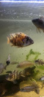 Ob aulonocar multicolor man jong, Vis