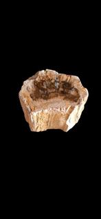 Versteend hout, Verzamelen, Mineralen en Fossielen, Ophalen of Verzenden, Mineraal