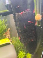 Bloody Mary garnalen, Dieren en Toebehoren, Vissen | Aquariumvissen, Kreeft, Krab of Garnaal