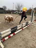 Ik zoek een verzorg shetlander, Dieren en Toebehoren, Ophalen of Verzenden, Zo goed als nieuw, Overige soorten