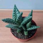 Aloe vetplantjes 8cm, Ophalen, Vetplant, Halfschaduw, In pot