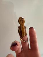 Baby wimpergekko, Dieren en Toebehoren, Reptielen en Amfibieën, Hagedis, 0 tot 2 jaar