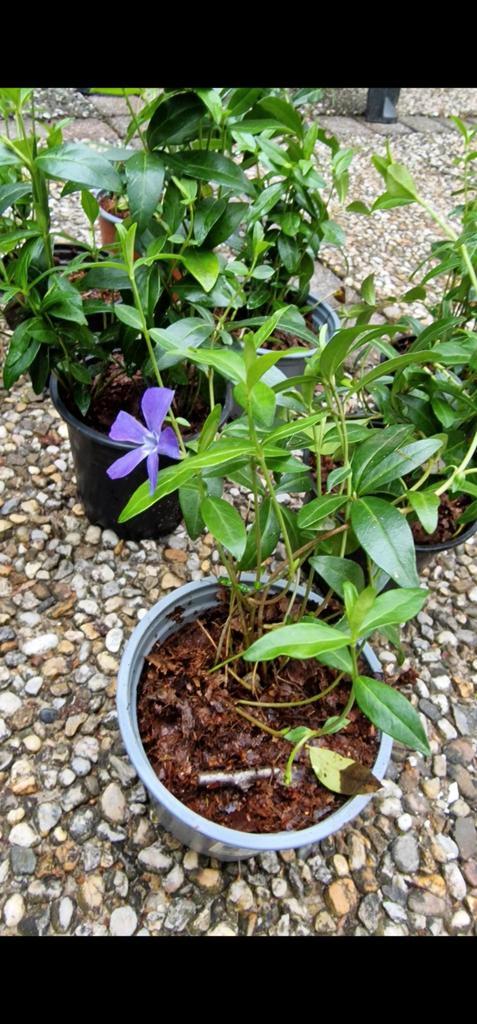 maagdenpalm Vinca Minor groenblijvende bodembedekker, Tuin en Terras, Planten | Tuinplanten, Bodembedekkers, Halfschaduw, Ophalen