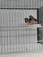 Japanse meeuwtjes samen € 10,-, Dieren en Toebehoren, Vogels | Overige Vogels, Meerdere dieren, Tropenvogel
