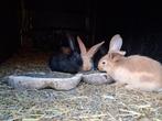 Vlaamse reus, Dieren en Toebehoren, Konijnen, Vrouwelijk, Groot, 0 tot 2 jaar