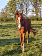 Lieve bijna 4 jarige vosruin zoekt een fijn nieuw thuis!, Dieren en Toebehoren, Paarden, Gechipt, Ruin, 3 tot 6 jaar, 160 tot 165 cm