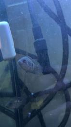 4 Jonge dovii’s, Dieren en Toebehoren, Vis