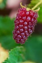Tayberry (Rubus Tayberry), Tuin en Terras, Ophalen, Zomer, Volle zon