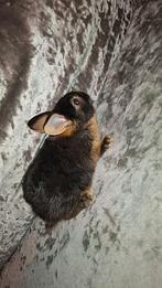 Jonge konijntjes zoeken goed thuis, Dieren en Toebehoren, Geslacht onbekend, Middelgroot, 0 tot 2 jaar