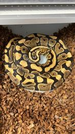 Spotnose 100% het clown ball python, Slang, Tam, 3 tot 6 jaar