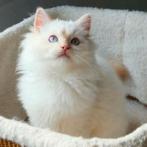 Prachtige Ragdoll Cream Point Dekkater