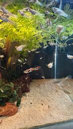 Jonge Endler guppen, Dieren en Toebehoren, Vis