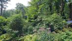 Grote bamboe struiken, Tuin en Terras, Planten | Struiken en Hagen, Ophalen, Bamboe, Struik, 250 cm of meer
