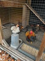 4 kippen + 1 haan - incl kippenvoer en toebehoren, Dieren en Toebehoren, Pluimvee, Meerdere dieren, Kip