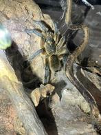 Vogelspinnen-tarantulas aangeboden update 20-10, Dieren en Toebehoren, Insecten en Spinnen, Spin of Schorpioen