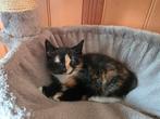 Kitten, Dieren en Toebehoren, Kater