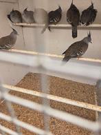 Australische kuif duiven, Dieren en Toebehoren, Vogels | Duiven, Meerdere dieren, Overige soorten