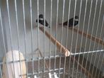 Diamantvinkjes mannen geringd 2021en 2024., Dieren en Toebehoren, Mannelijk, Tropenvogel, Geringd