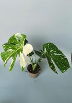 Monstera Deliciosa variegata plant 1, Ophalen of Verzenden, Overige soorten, Minder dan 100 cm