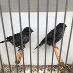 Koppel zwartrood mozaïek, Dieren en Toebehoren, Vogels | Kanaries, Meerdere dieren, Kleurkanarie