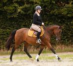 Zeer brave en nuchtere allround D pony!!, Dieren en Toebehoren, Merrie, B, Dressuurpony, 3 tot 6 jaar