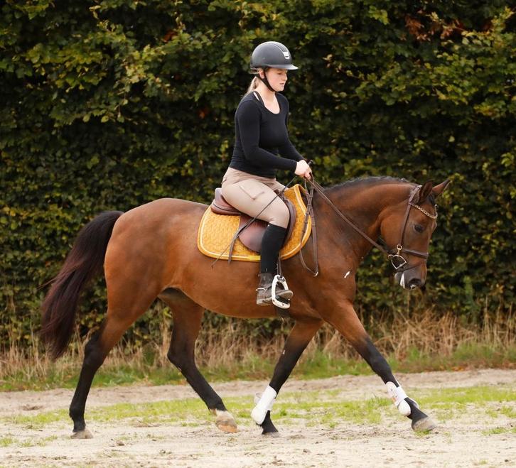 Zeer brave en nuchtere allround D pony!!, Dieren en Toebehoren, Pony's, Merrie, B, D pony (1.37m tot 1.48m), Dressuurpony, 3 tot 6 jaar