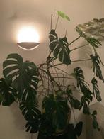 Plant Monstera gatenplant, Ophalen, Overige soorten, Halfschaduw, In pot