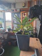 PALM. FORTUNEI    winterhard, Tuin en Terras, Planten | Bomen, 100 tot 250 cm, Zomer, Palmboom, Ophalen