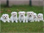 Maltezer pups, Maltezer, Nederland, Reu, 8 tot 15 weken
