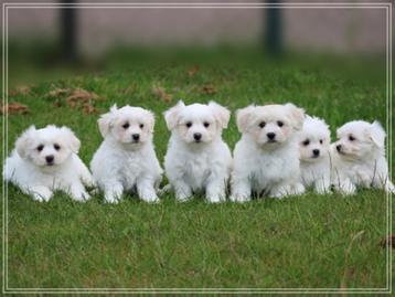 Maltezer pups beschikbaar voor biedingen