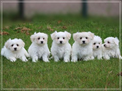 Maltezer pups, Dieren en Toebehoren, Honden | Chihuahua's en Gezelschapshonden, Reu, Maltezer, Fokker | Professioneel, Meerdere