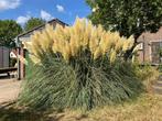 Pampus gras pluimen, Ophalen, Nieuw