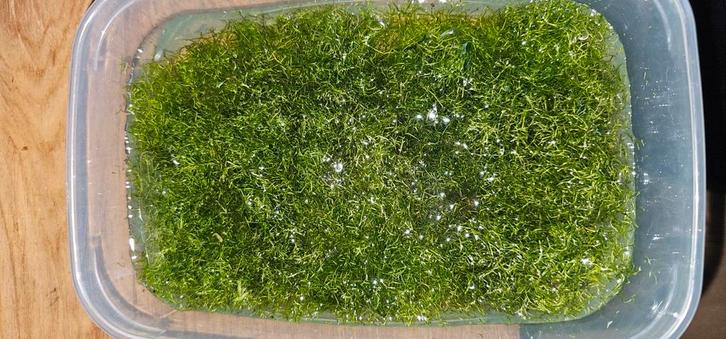 Levermos in bak van 22×15×3 cm, Dieren en Toebehoren, Vissen | Aquaria en Toebehoren, Zo goed als nieuw, Plant(en), Steen of Hout