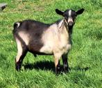 Hoornloze dekbok te koop/te huur, Dieren en Toebehoren, Schapen, Geiten en Varkens, Mannelijk, Geit