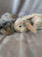 Baby konijntjes, Dieren en Toebehoren, Konijnen, Geslacht onbekend, Dwerg