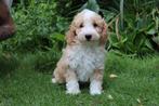 Mini doodle pups te koop, Dieren en Toebehoren, Honden | Niet-rashonden, Nederland, Meerdere, Meerdere dieren, Klein