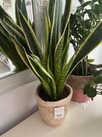 Compleet met pot, Huis en Inrichting, Kamerplanten, Ophalen of Verzenden, Minder dan 100 cm
