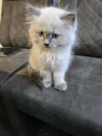 Twee ragdoll kittens, Dieren en Toebehoren, Katten en Kittens | Raskatten | Langhaar, Meerdere dieren