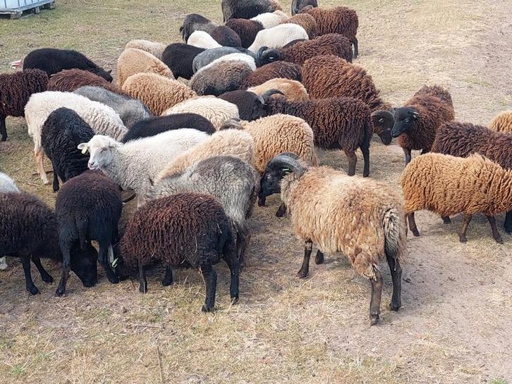 Ouessantschaapjes. Ooitjes  rammetjes. Meerdere kleuren besc, Dieren en Toebehoren, Schapen, Geiten en Varkens, Schaap, Mannelijk