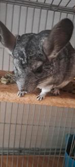 Chinchilla's, Dieren en Toebehoren, Knaagdieren, Meerdere dieren, Chinchilla, Voor 1 juli 2024, Tam