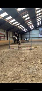 bijrijder aangeboden, Dieren en Toebehoren, Ophalen of Verzenden, Nieuw