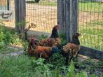 Jonge haantjes te koop (3), Dieren en Toebehoren, Pluimvee, Mannelijk, Kip