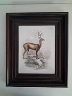 Vintage Dierenprent. Zwartstaart hert., Ophalen of Verzenden, Minder dan 50 cm, Schilderij, Minder dan 50 cm
