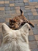 Bengaalse poes, gesteriliseerd., Dieren en Toebehoren, Katten en Kittens | Raskatten | Korthaar, Poes