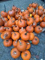 Halloween pompoenen, Ophalen, Nieuw